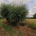 Gekappte Weiden am Weg