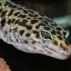 Gekko