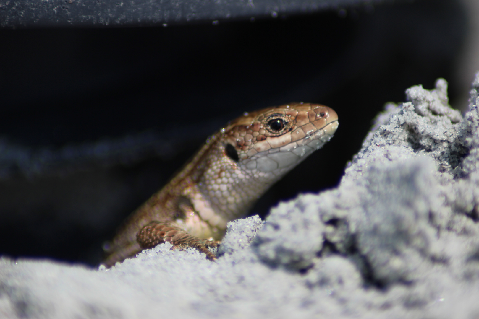 Gekko am Strand