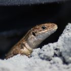 Gekko am Strand