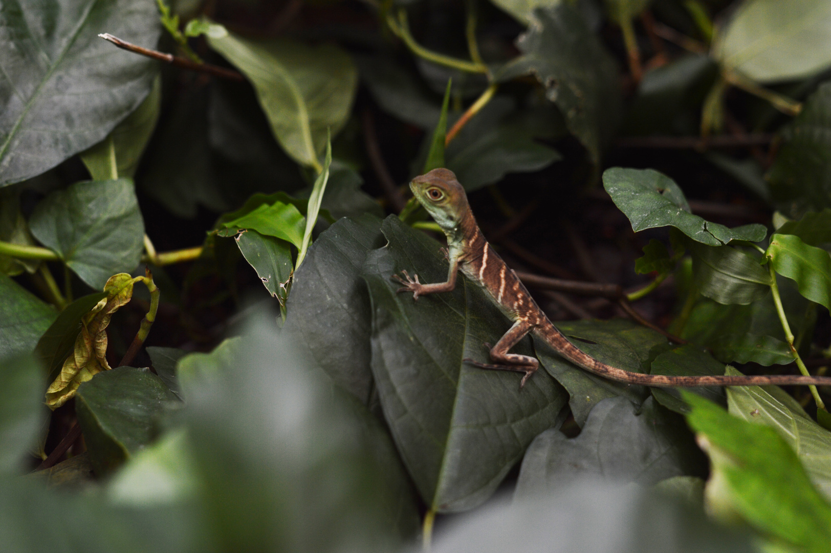 Gekko auf abwegen