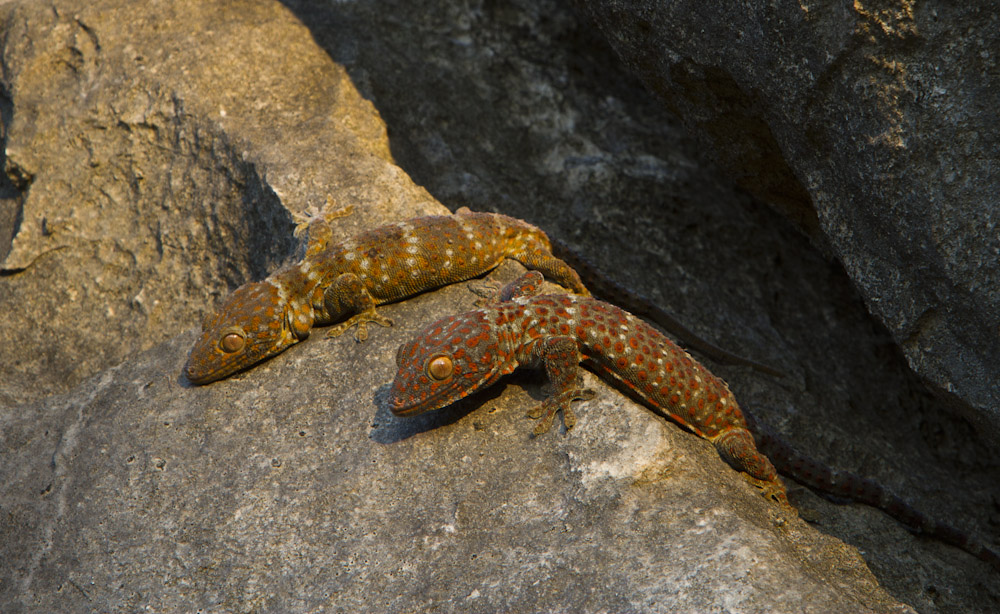 Gekko bathing in the evening sun