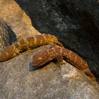 Gekko bathing in the evening sun