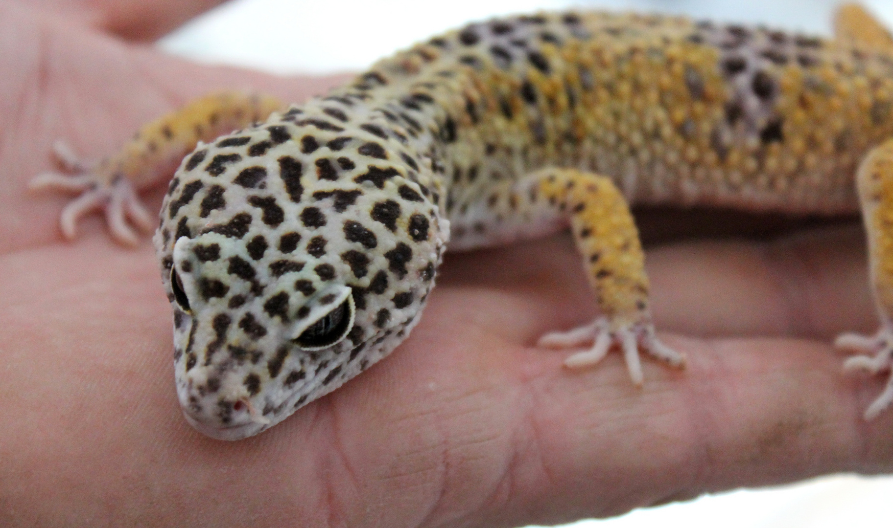 Gekko Foto & Bild tiere, wildlife, amphibien & reptilien Bilder auf