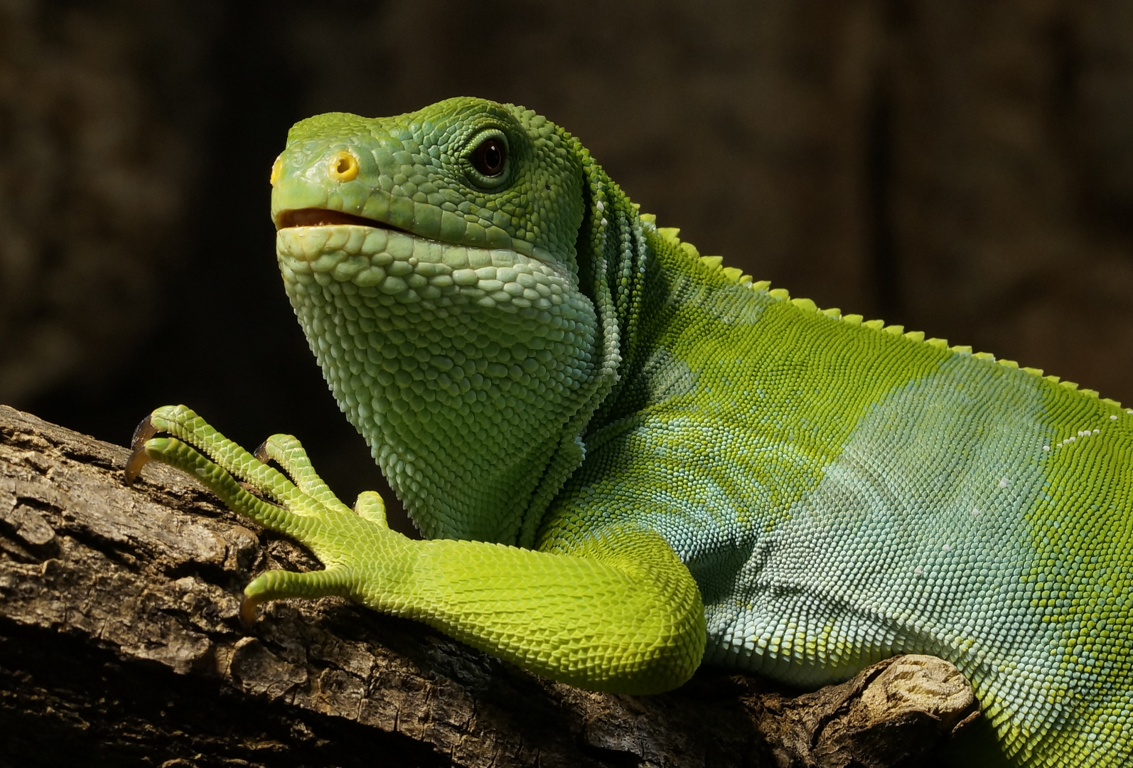 Gekko in der Beobachterstellung 