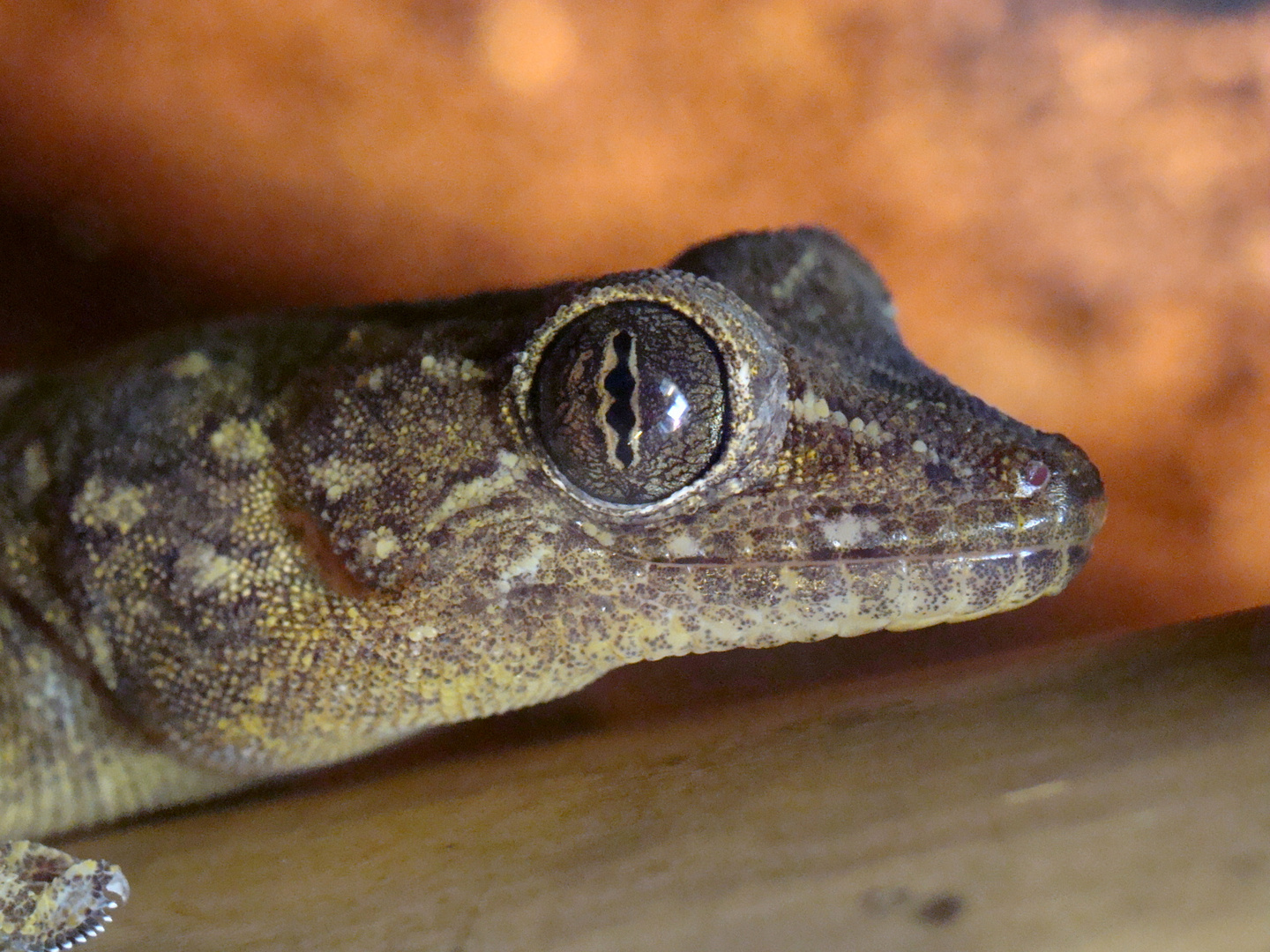 Gekko petricolus