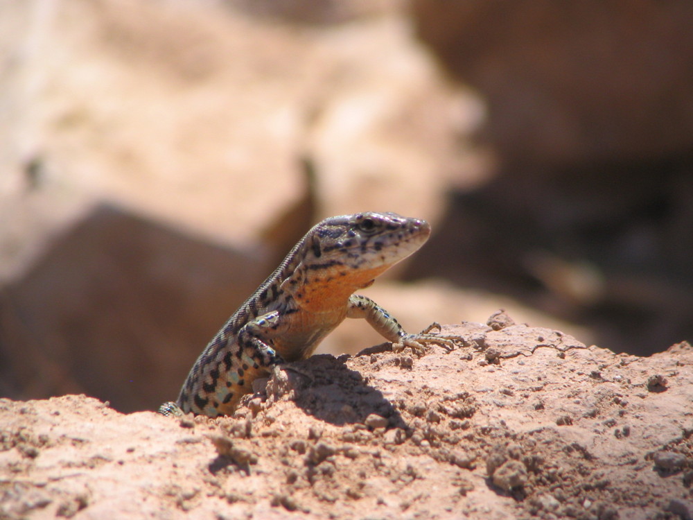 Gekko unter spanischer Sonne