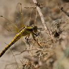 Geklärt:Großer Blaupfeil(w) futtert ne Schnake !