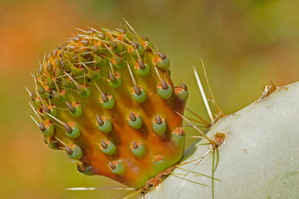 Geklontes Kaktuskind / L'enfant cloné du cactus