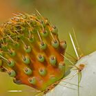 Geklontes Kaktuskind / L'enfant cloné du cactus