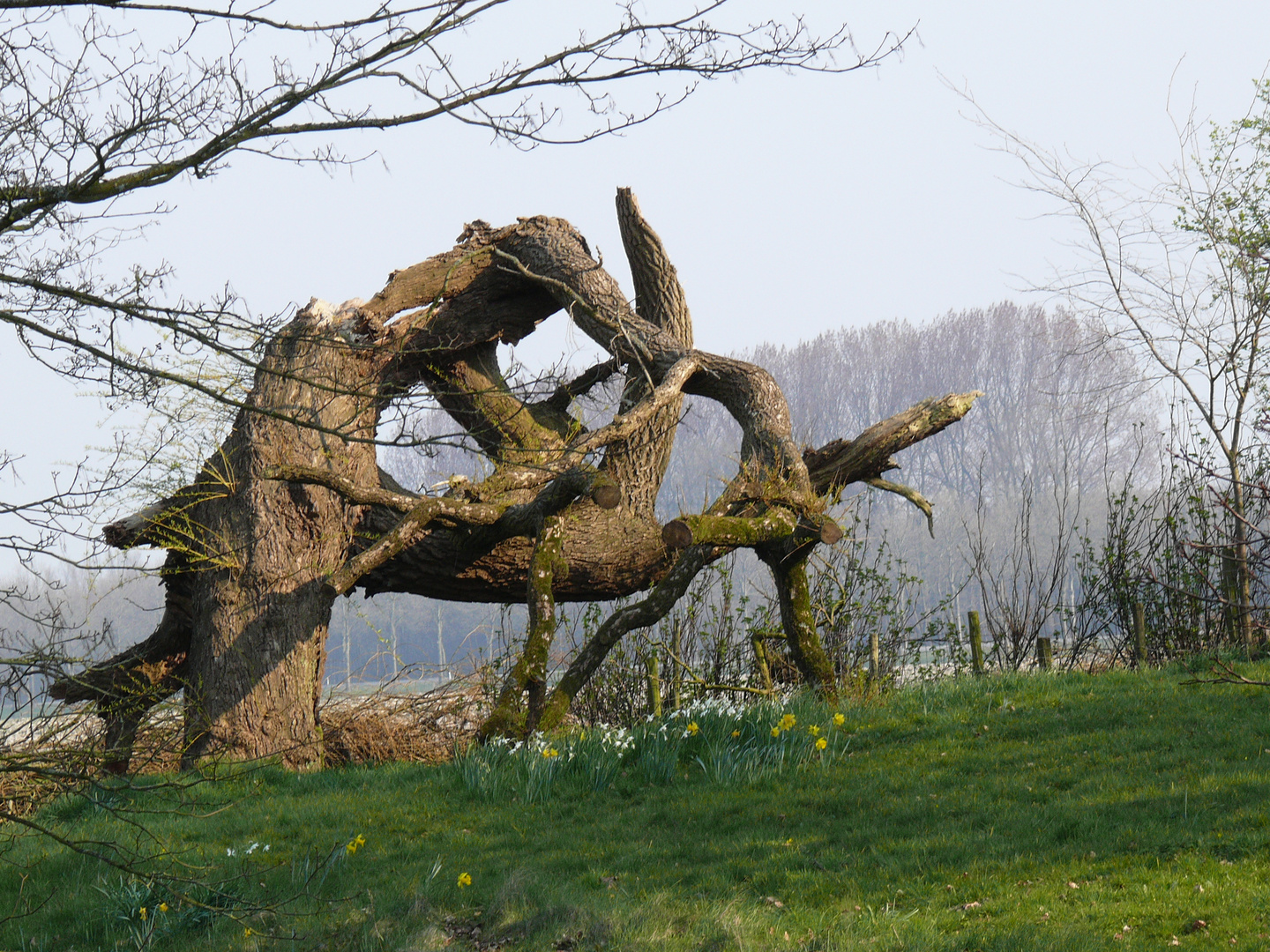 Geknakte dode boom na storm