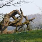 Geknakte dode boom na storm