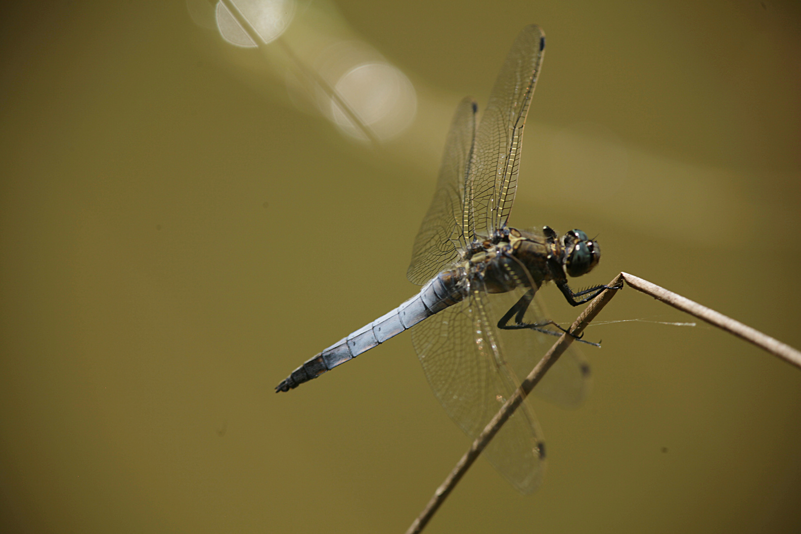 Geknickt (Orthetrum cancellatum)