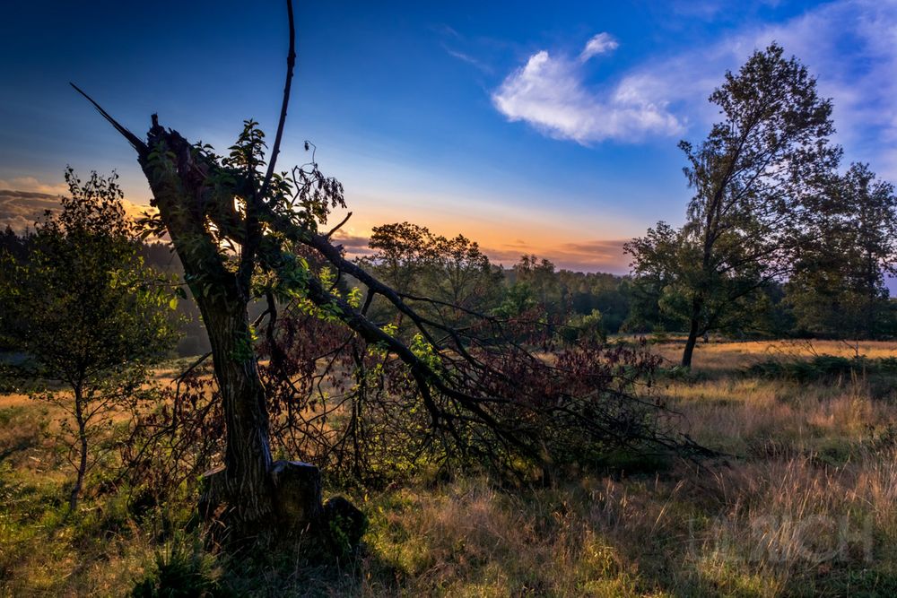 Geknickter Baum