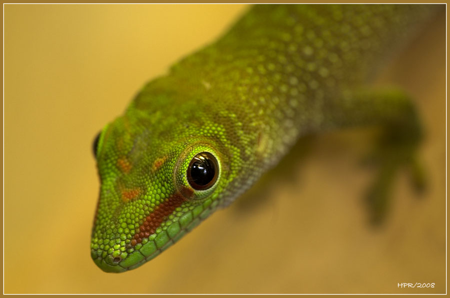 Geko