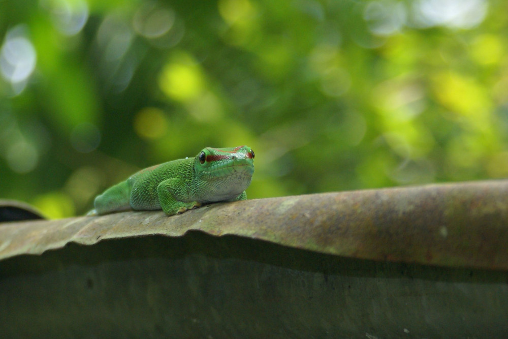 Geko