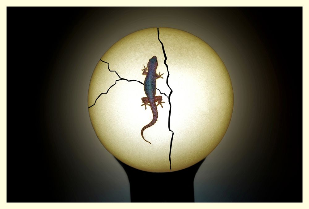 Geko