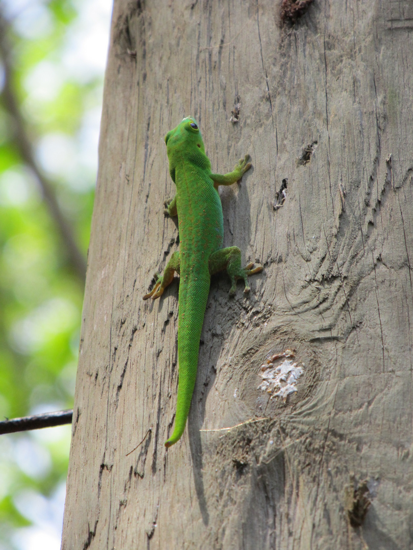 Geko