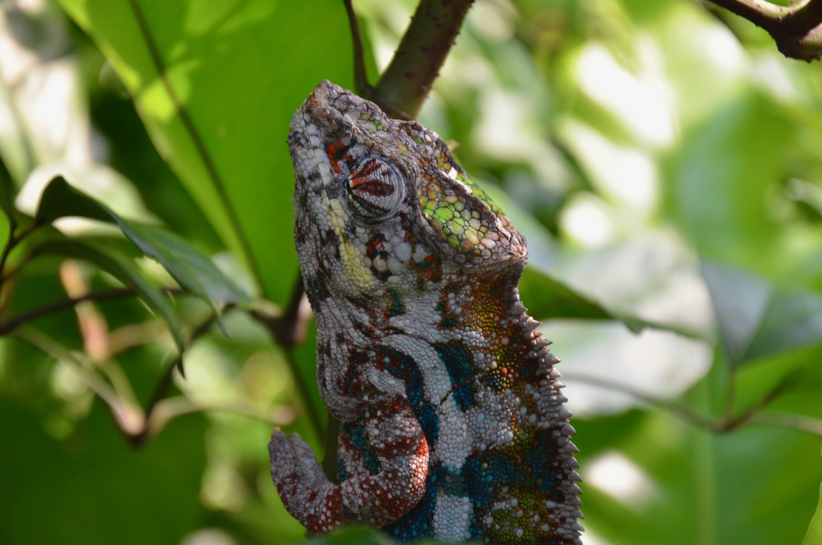 Geko im Zoo Zürich