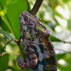 Geko im Zoo Zürich