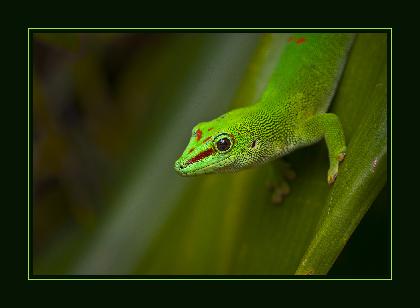 Geko im Zoo Zürich