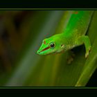 Geko im Zoo Zürich