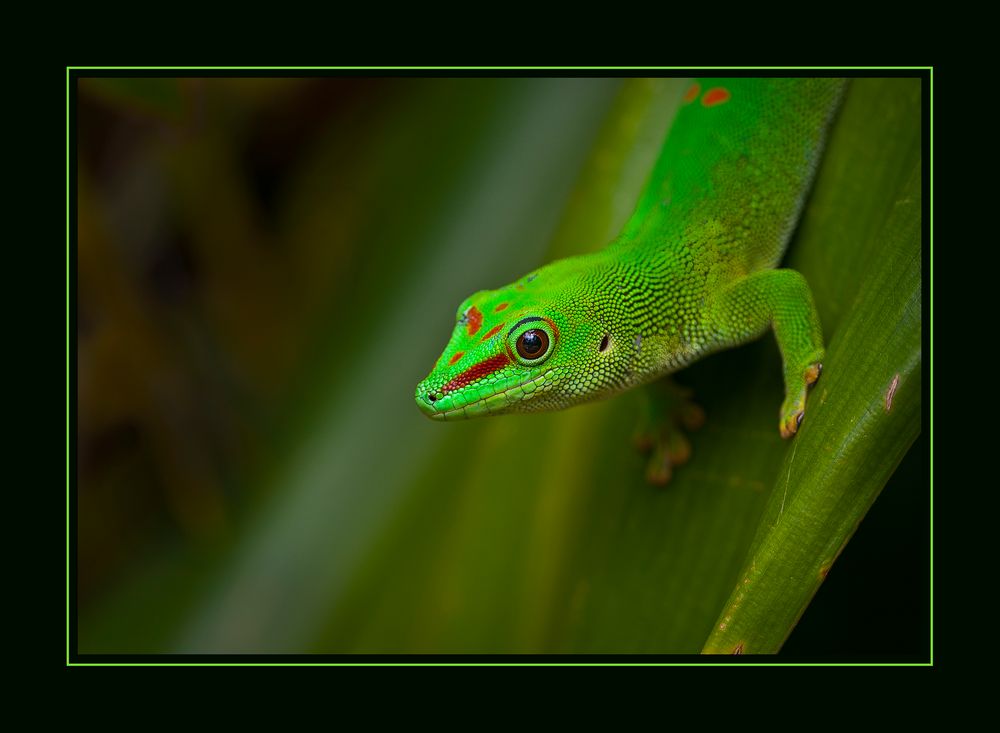 Geko im Zoo Zürich