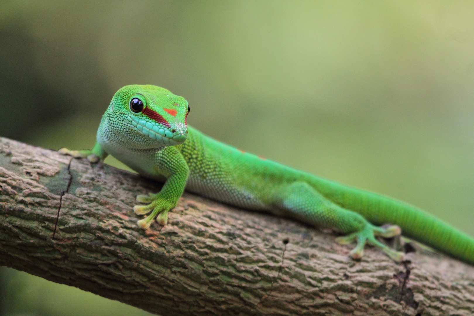 Geko (Phelsuma madagascariensis)