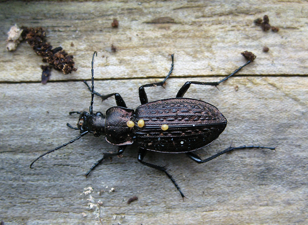 Gekörnter Laufkäfer Carabus granulatus