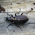 Gekörnter Laufkäfer Carabus granulatus