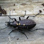 Gekörnter Laufkäfer Carabus granulatus