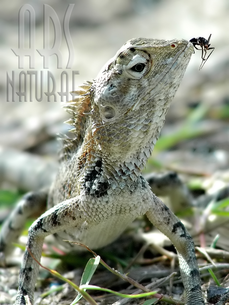 Geko´s breakfast (Maldives 2009.)