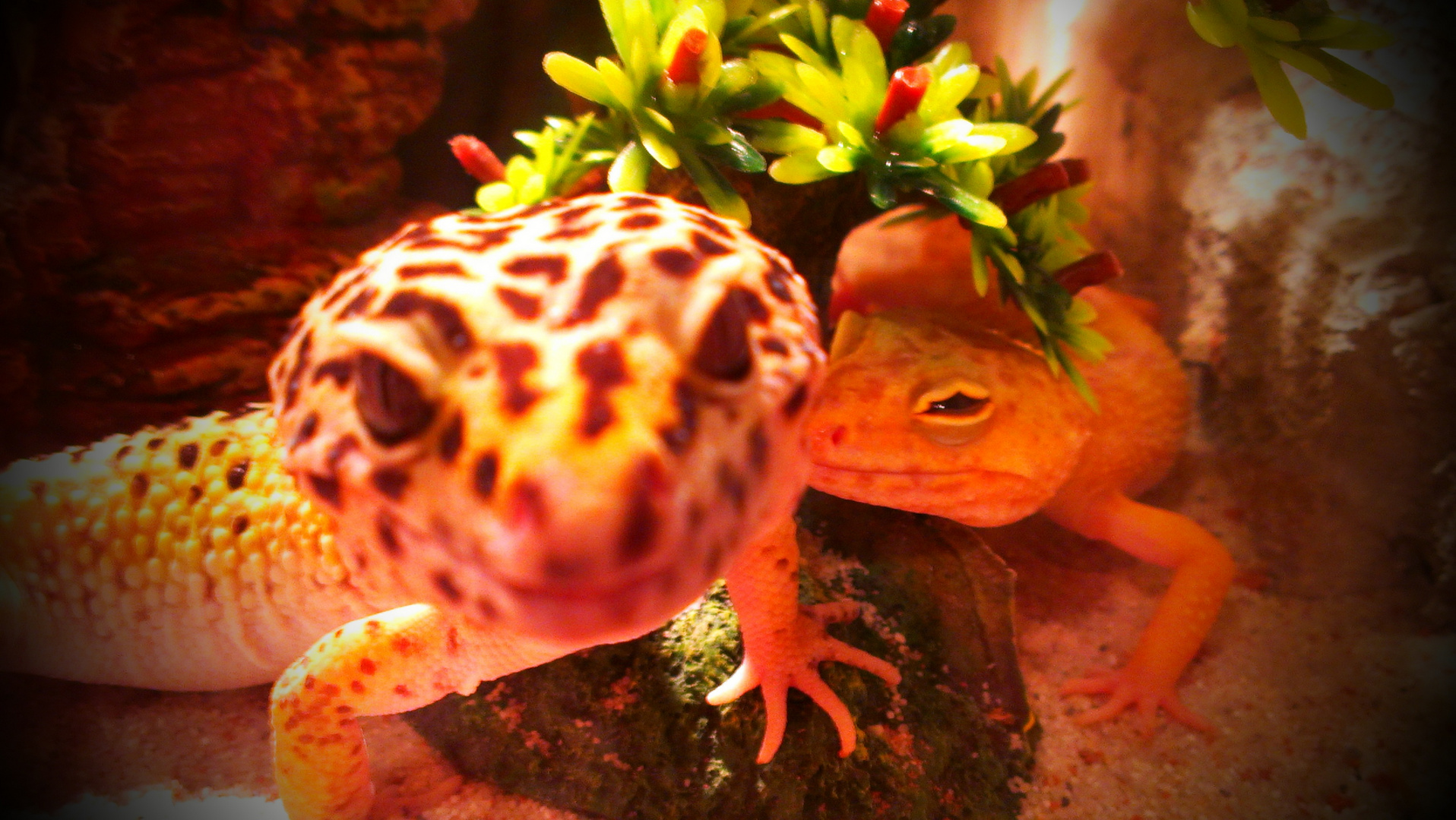 Geko´s High Yellow & Blizzard Rasse