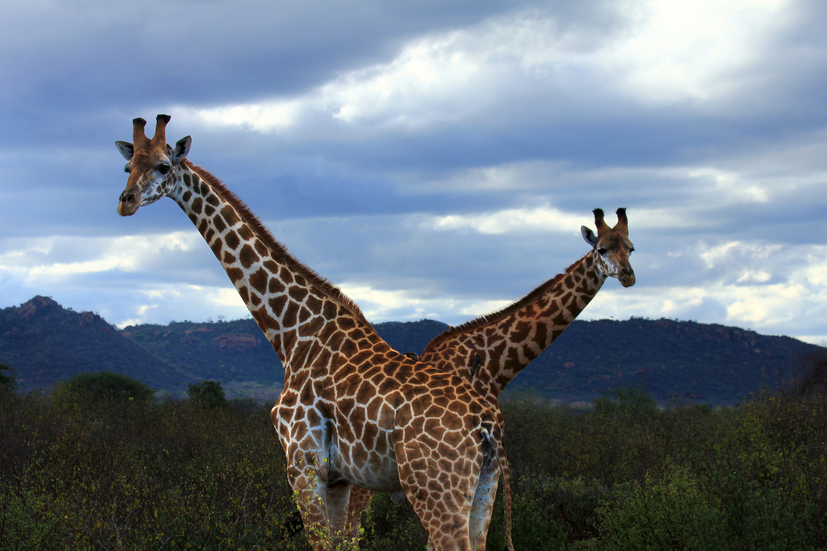 Gekreuzte Giraffen :-)