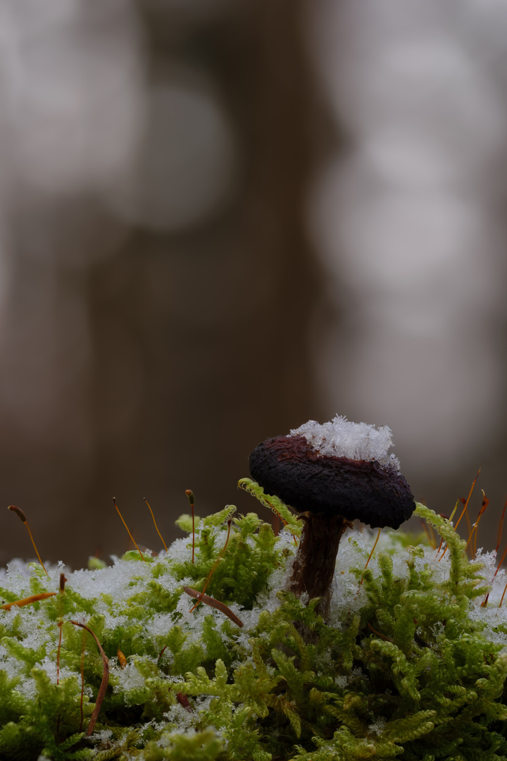 Gekrönt im Wald