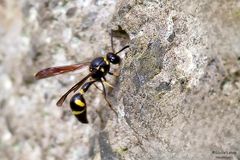 Gekrönte Töpferwespe (Eumenes coronatus)