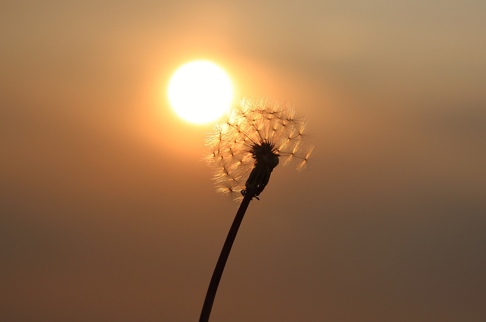 geküsst von der Sonne .....