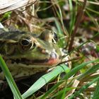 Geküsster Frosch