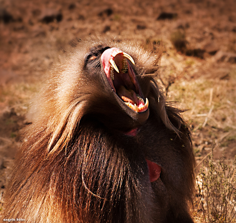 gelada baboon