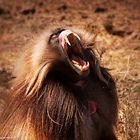 gelada baboon