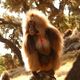 Gelada baboon