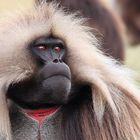 Gelada baboons 2