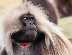 Gelada baboons 2