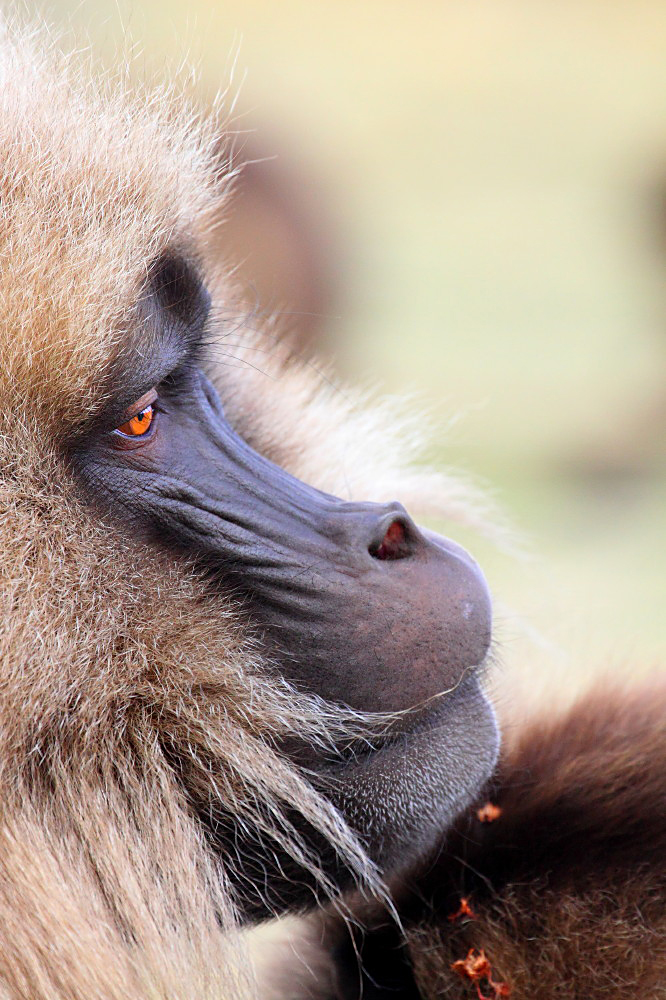 Gelada baboons 3