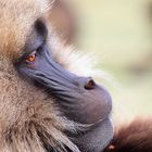 Gelada baboons 3