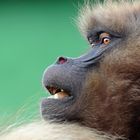 Gelada baboons 4