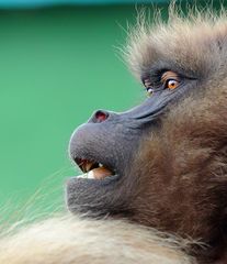 Gelada baboons 4