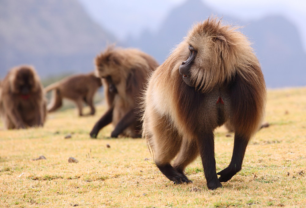 Gelada baboons