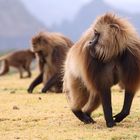 Gelada baboons