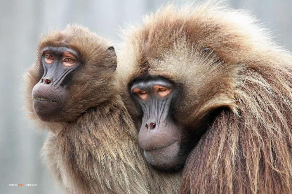 GELADA BABOONS